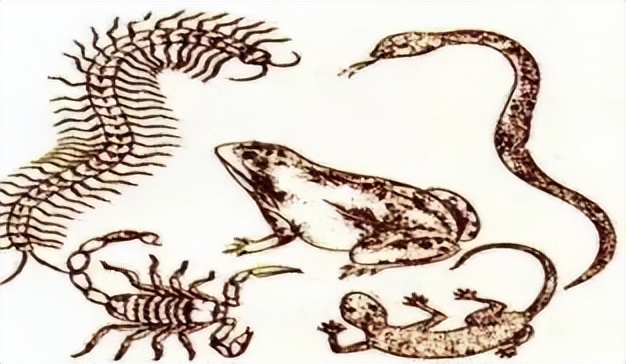 农村家里经常出现蝎子蜈蚣好不好,农村院子里的蝎子的克星