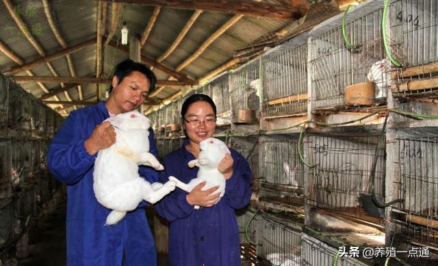 夏季兔舍如何降温,夏天太热如何给兔舍降温