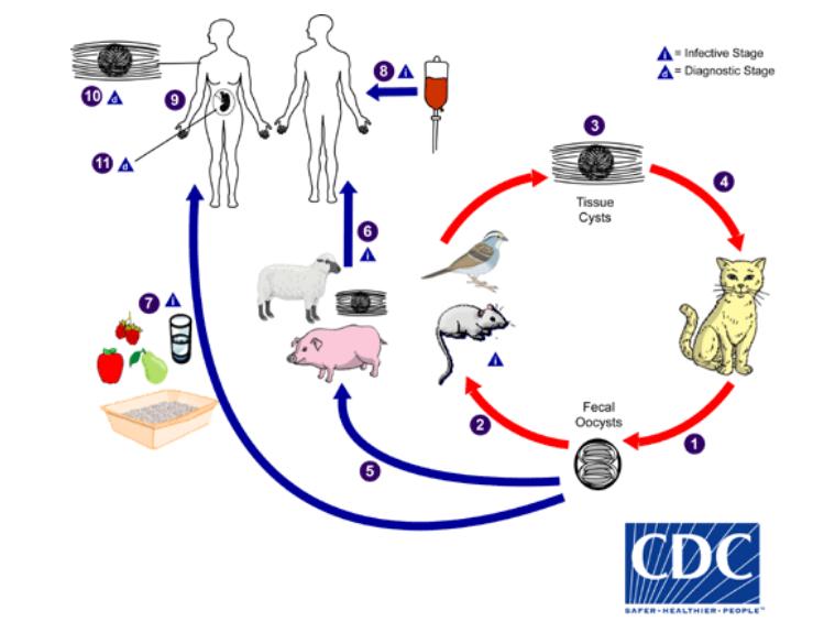怀孕接触弓形虫的猫多久能感染,孕期非常担心感染弓形虫怎么办