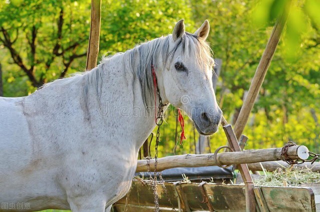 遥远的骑兵——我经历的骑兵训练