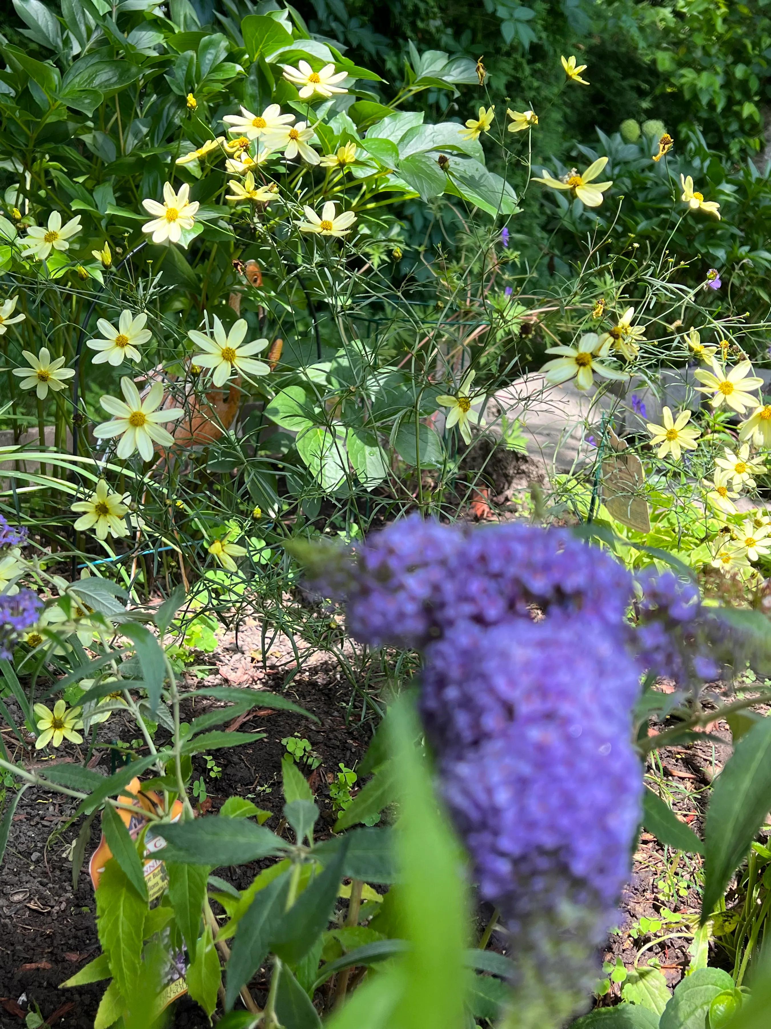 分享六月底七月初我家庭院里盛开的花们