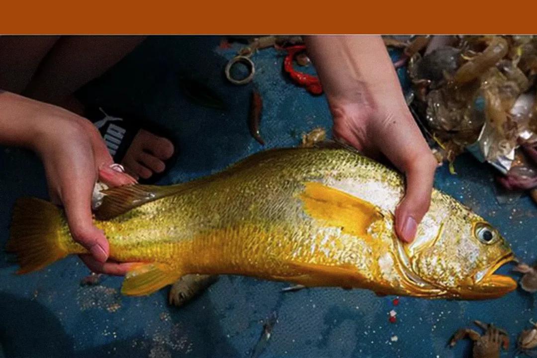 硬骨鱼纲鲈形目石首鱼科尽是好吃的海鱼啊!其中大小黄鱼最有名了