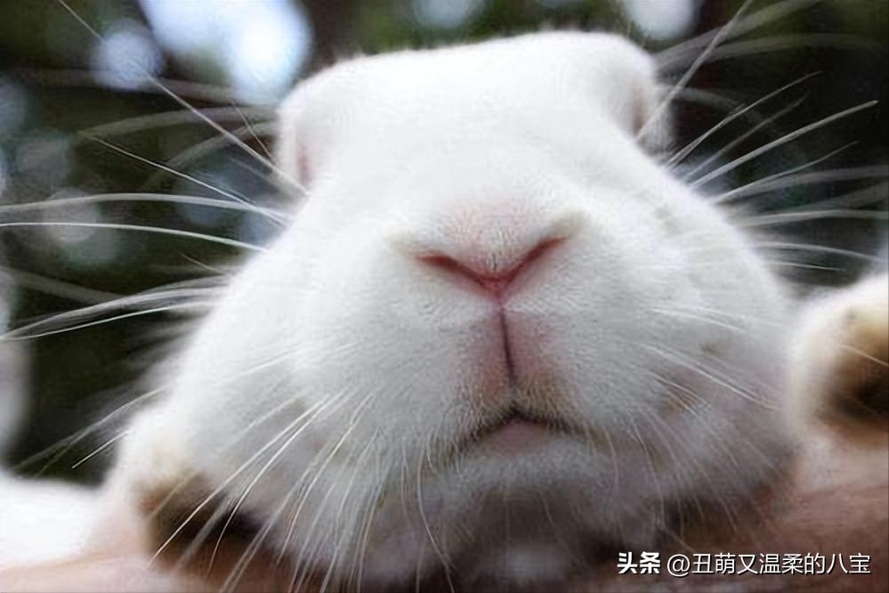 兔子打喷嚏流白鼻涕会死吗,兔子眼睛有白色的分泌物是什么