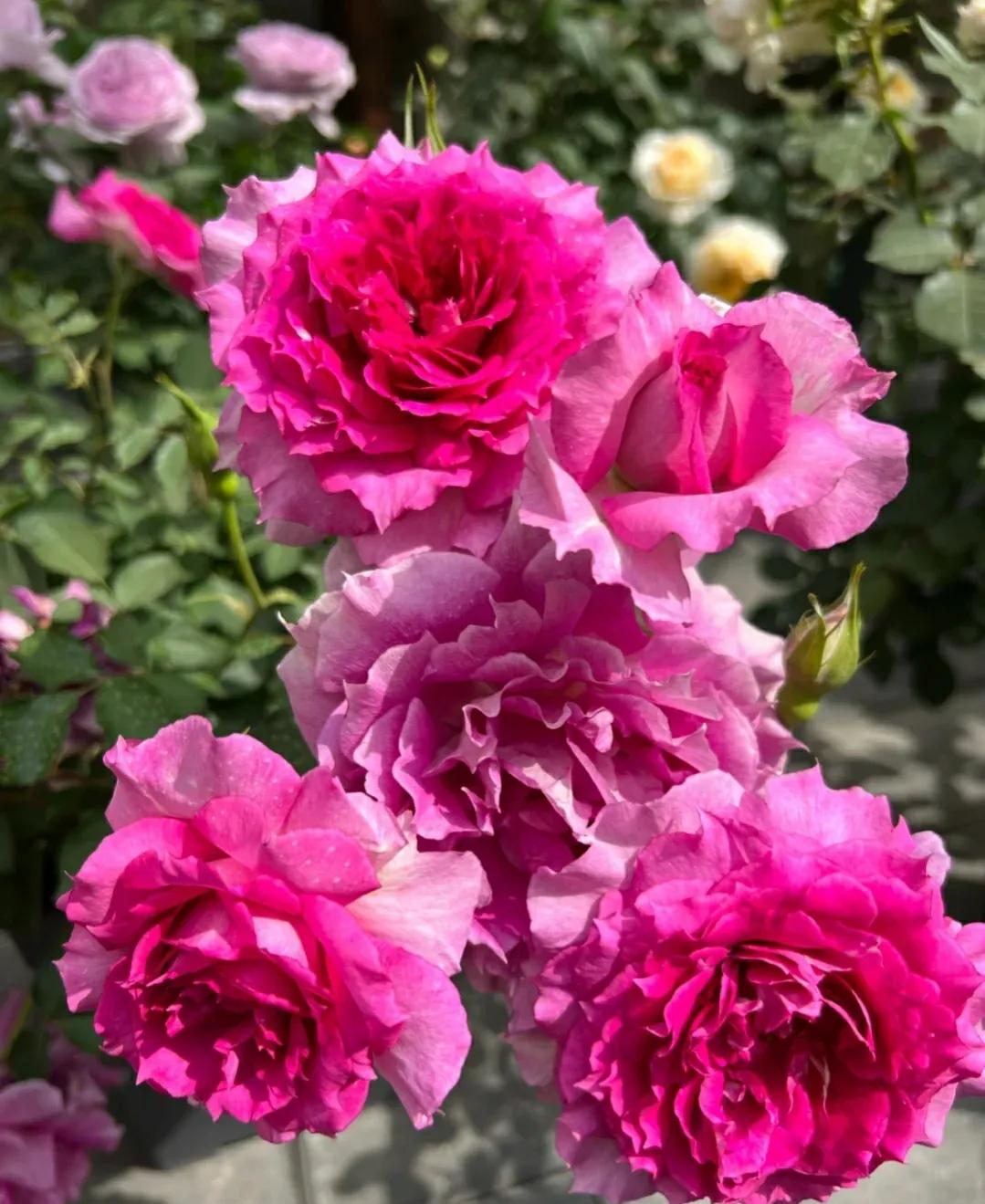 一定要种的几款月季,哪些月季品种不建议养