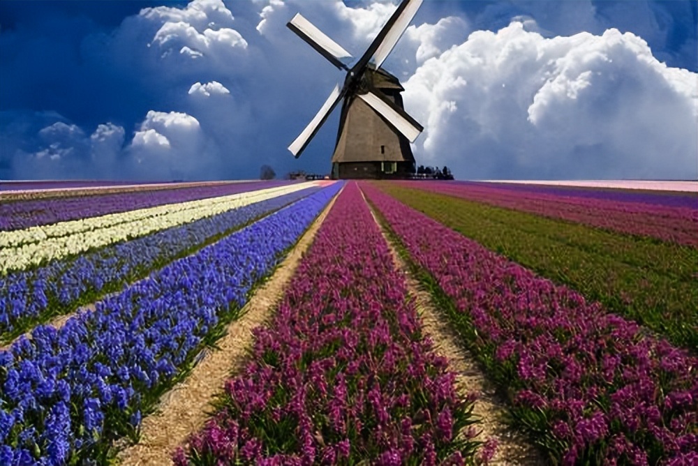 荷兰宣布性合法后遗症,2000年荷兰特殊工作者合法化