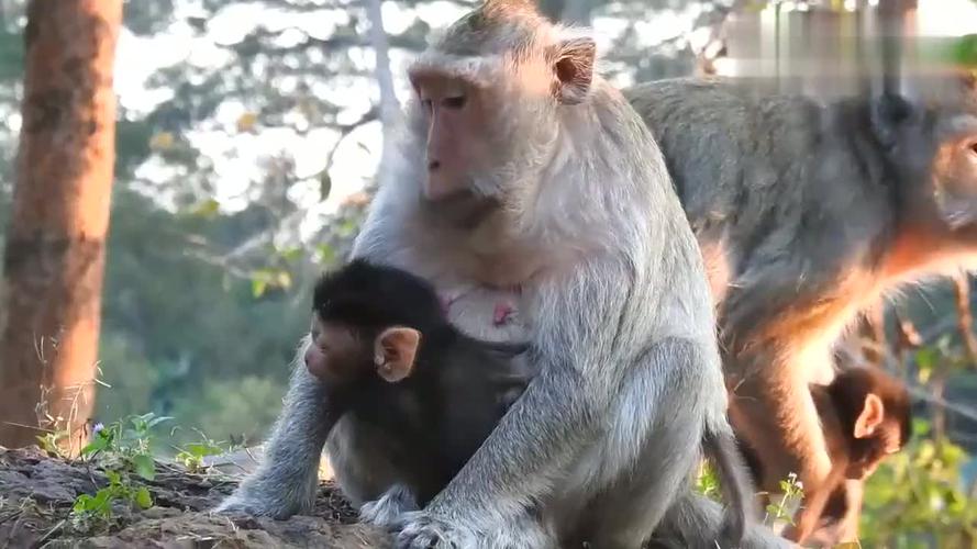 母猴打死猴宝宝,母猴暴打猴子幼崽