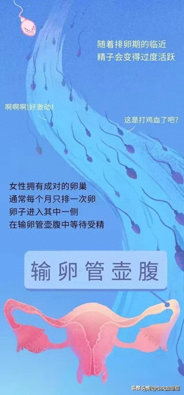 精子进入女性体内的24小时，都经历了什么？漫画