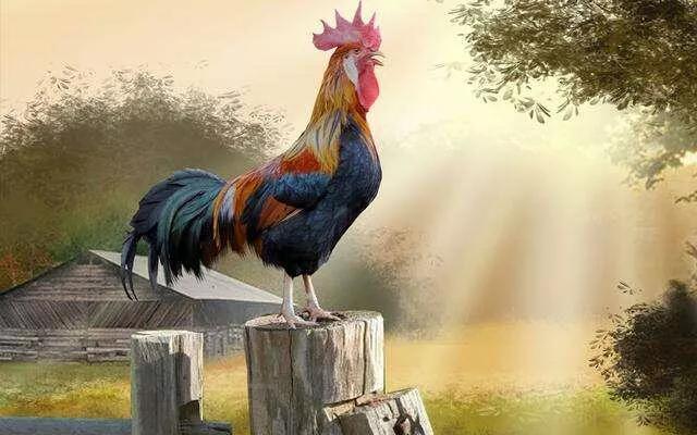 为什么说鸡无六载犬无八年,鸡不三年犬不六载有什么说法