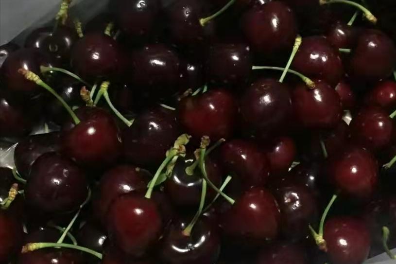 澳大利亚车厘子几月熟,澳大利亚车厘子为什么便宜