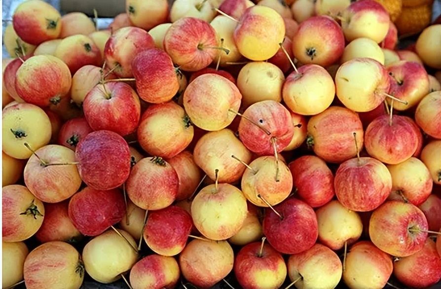 海棠果也叫沙果,海棠果又叫沙果吗