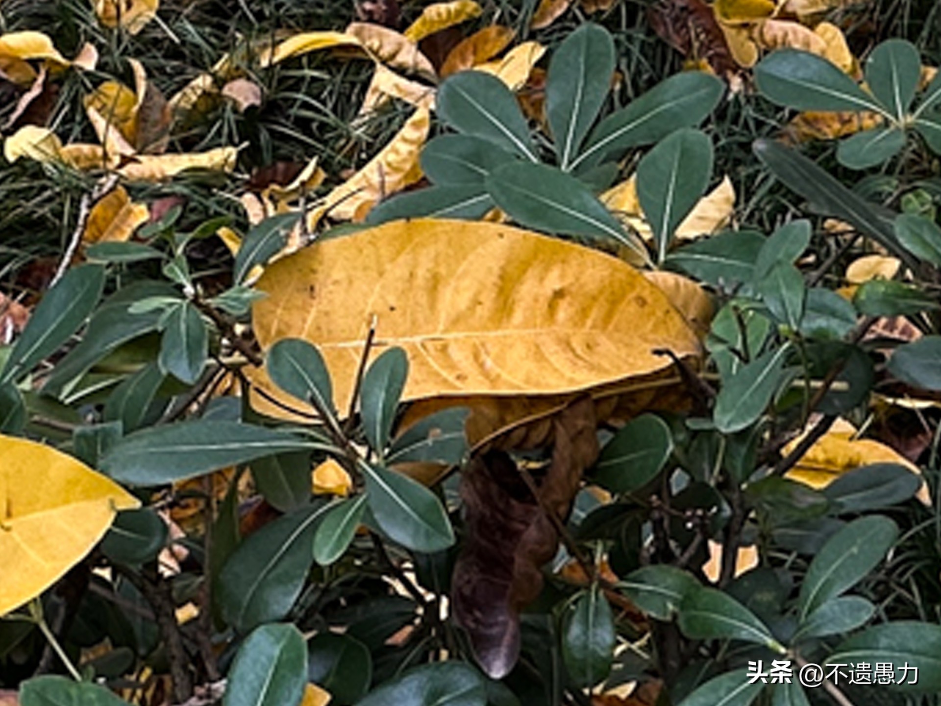 为什么现在手机摄像头越来越多,为什么手机摄像头越来越模糊了