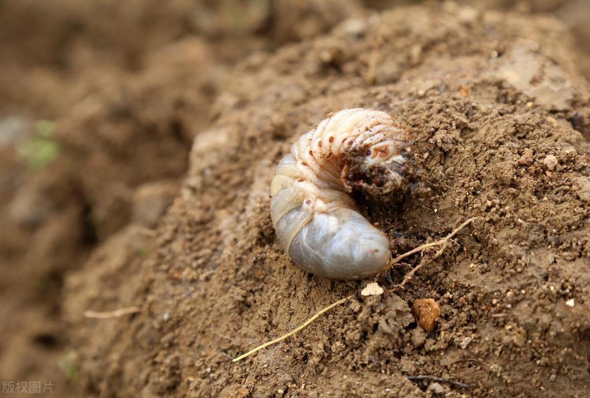 地里有很多土蚕如何处理最好方法,怎样消灭地里的地蚕