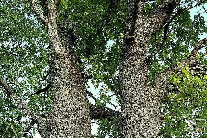 橡木为什么那么厉害,橡木特点