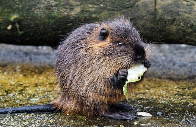 上海多地出现巨型老鼠新闻报道,上海老鼠最小的有10斤是真的吗