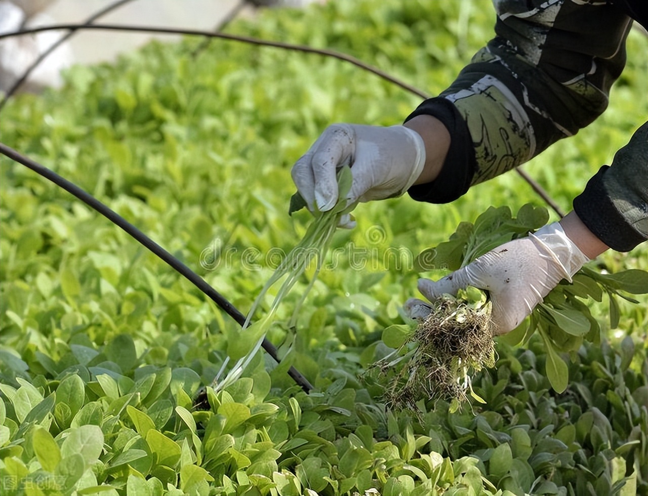 大棚很多杂草很高怎么处理,夏天杂草疯长怎么办