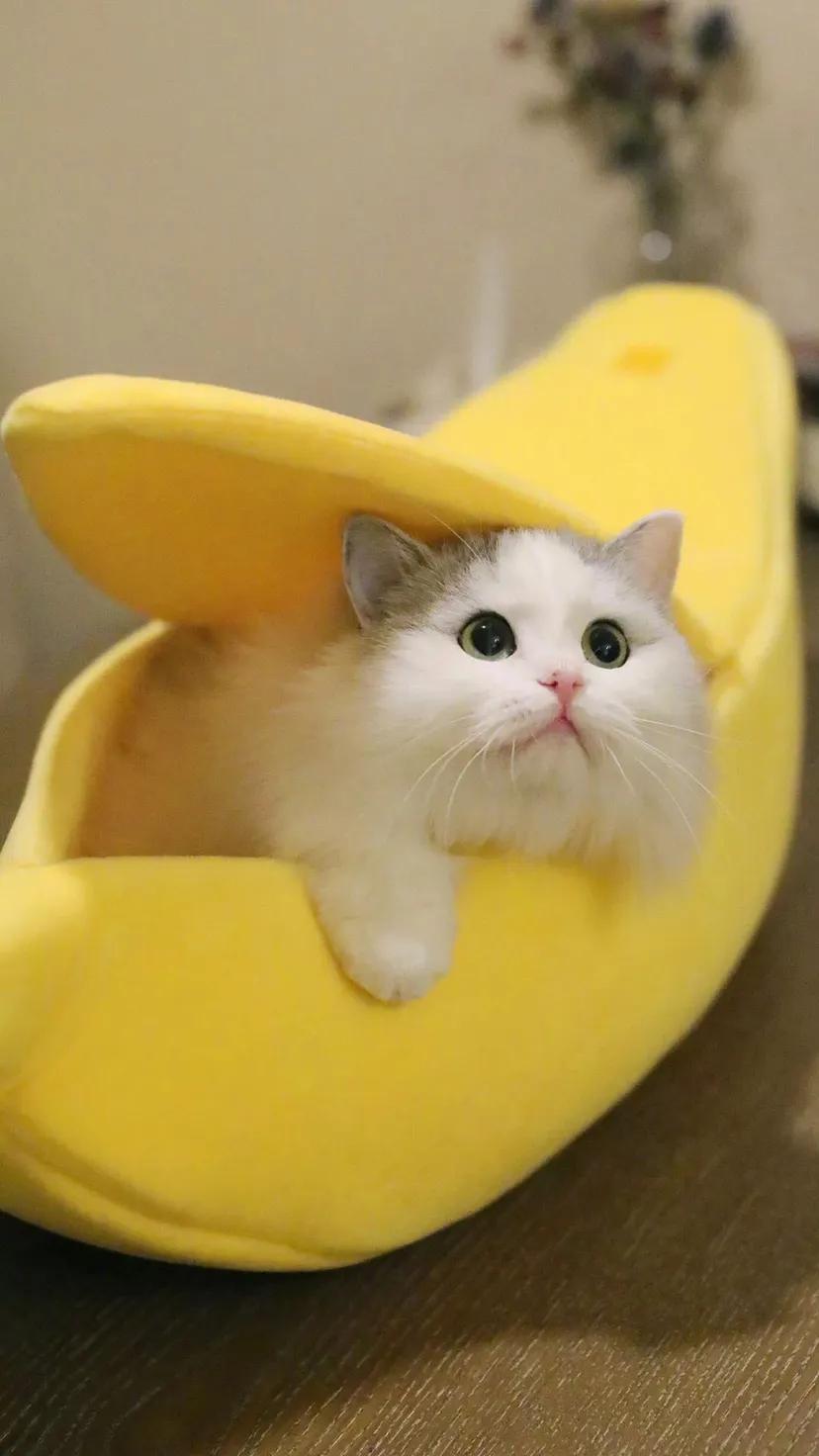 高清壁纸：黄色系治愈壁纸