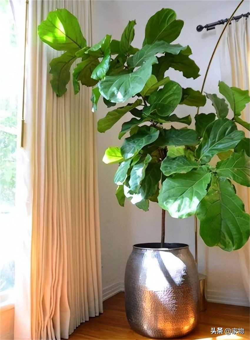 客厅放绿植好养吗,客厅放绿植有什么忌讳