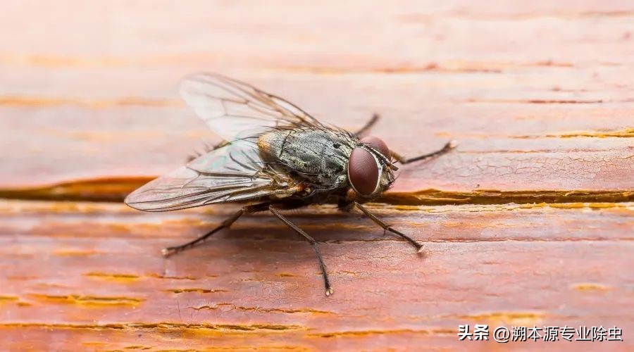 昆虫科普苍蝇外部特征,15种致命昆虫一遍看完