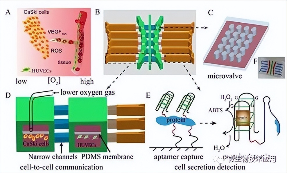 正常组织细胞在体外长时间培养,细胞培养技术的流程简图