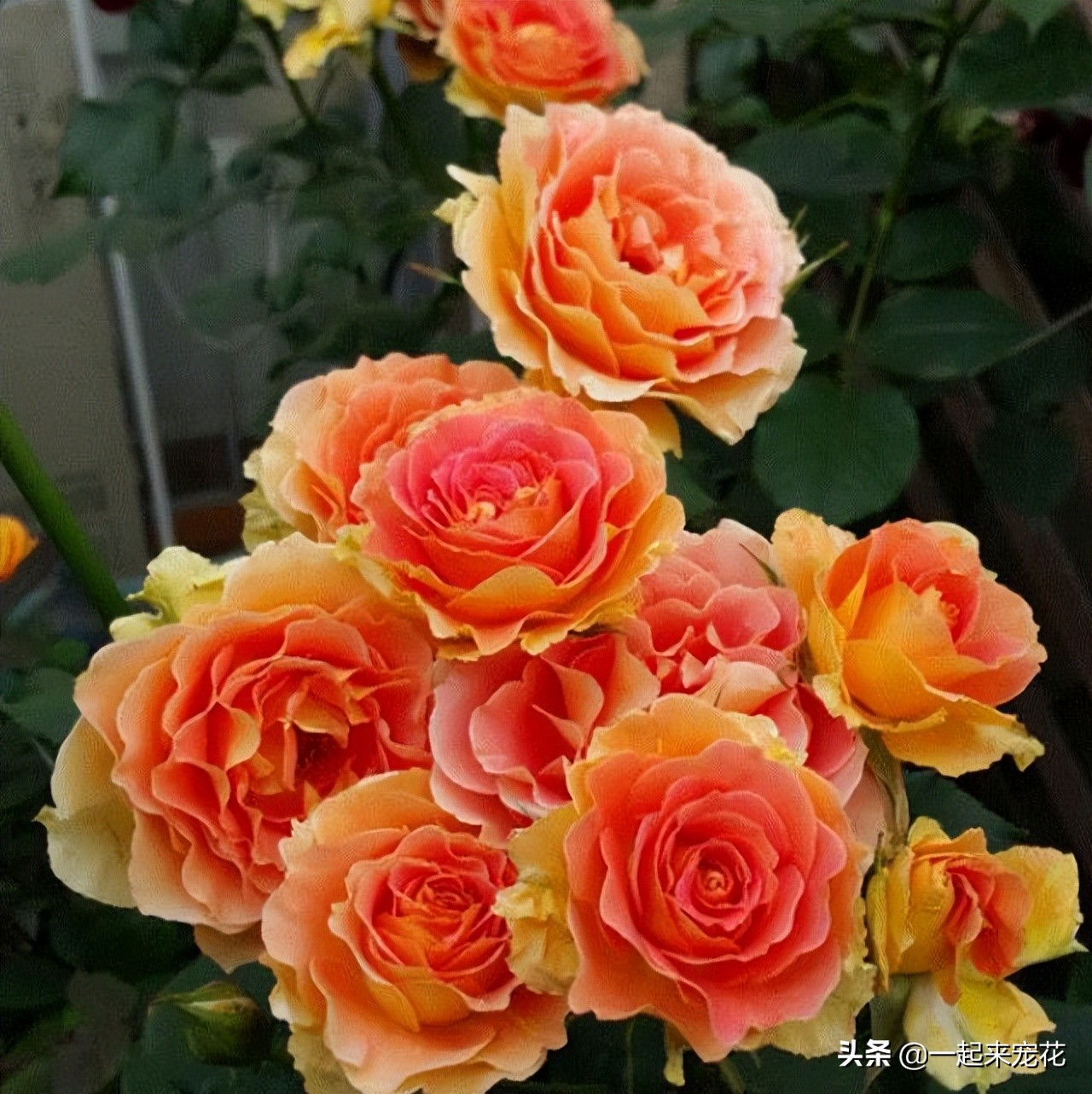 耐热名贵月季十大品种图片,耐晒的月季花有哪些视频