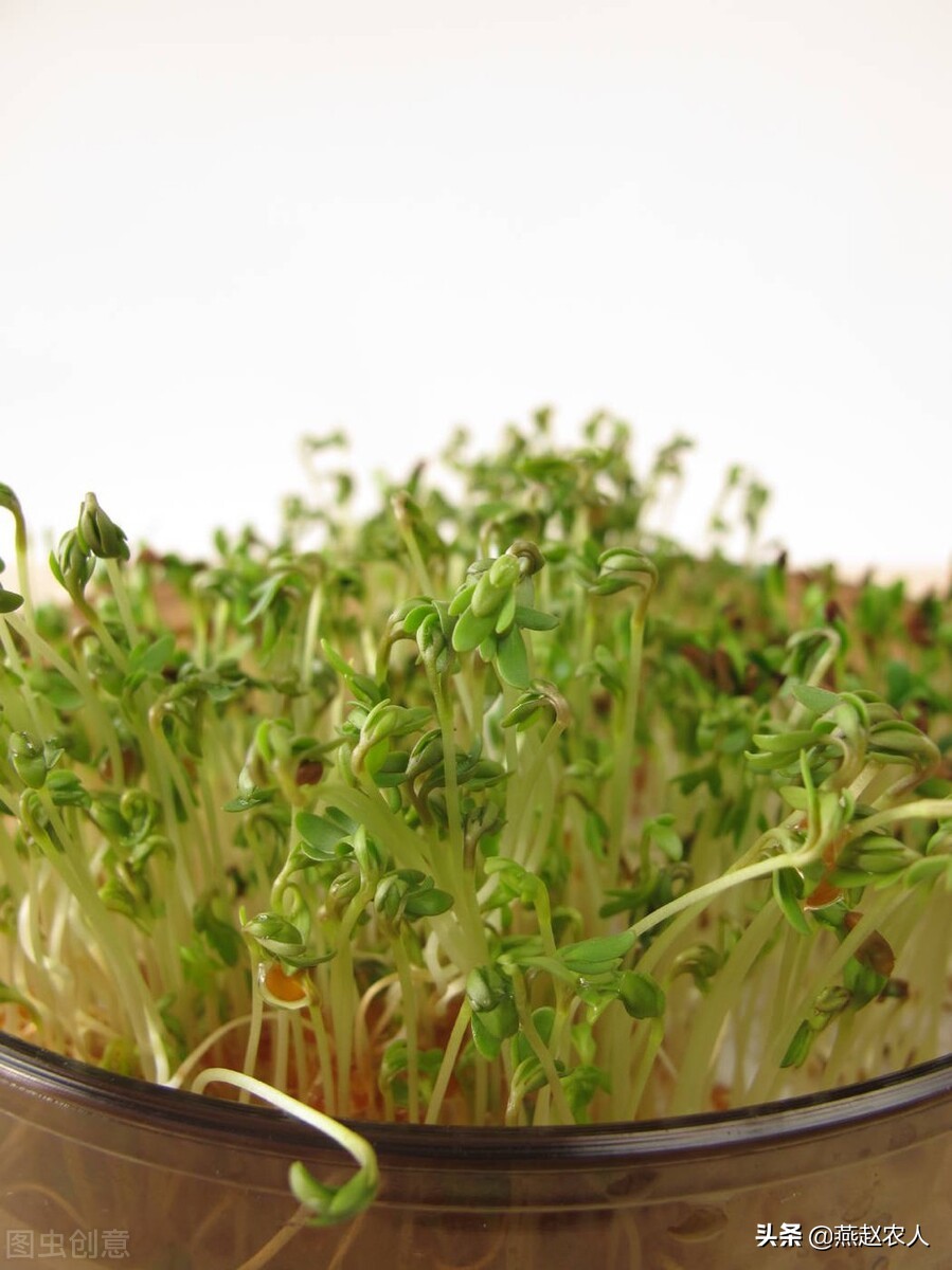 自己种芽苗菜，简单实用，让每个人家里都能有片小菜园