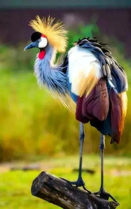 最美罕见的小鸟,全世界最罕见的小鸟