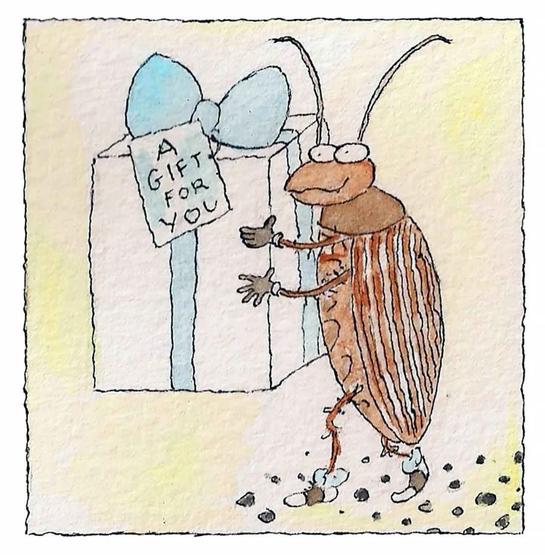 为什么厨房的蟑螂怎么也搞不死,为什么蟑螂这么难杀