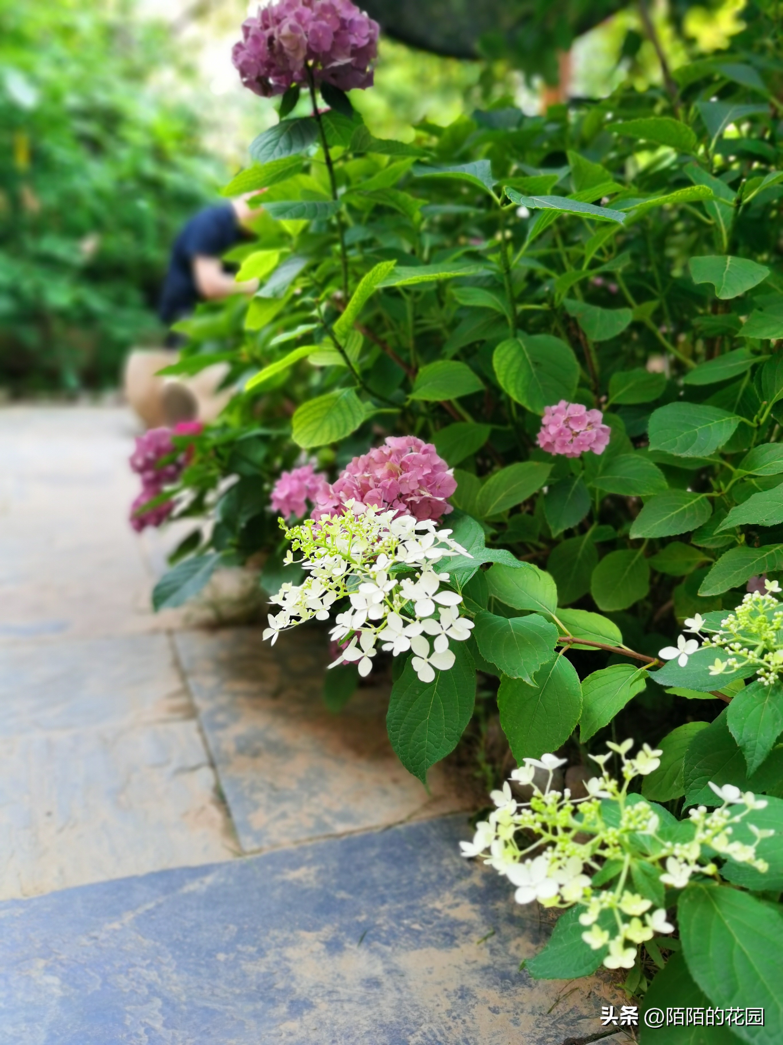 春节开花的庭院花卉,适合四季开花的庭院花卉