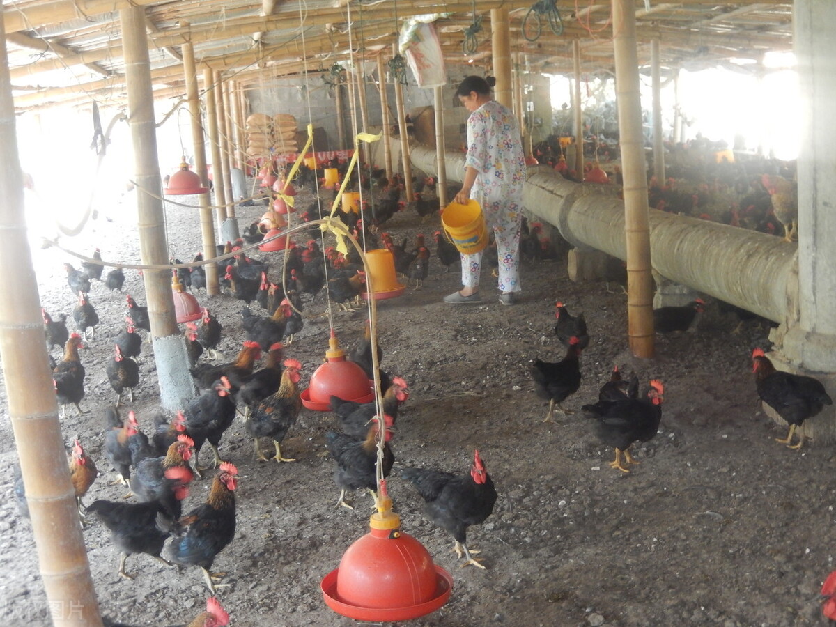 放养养鸡成本与利润分析,养殖10000只鸡的成本与利润有多少