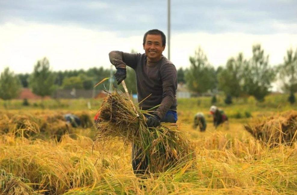 日本人在山东租了1500亩地,日本人在山东租地1500亩现状
