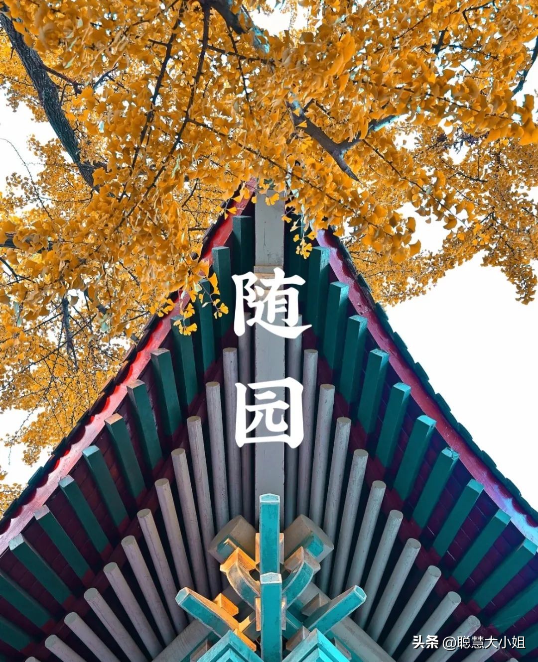 南京赏秋枫叶,南京秋天赏枫叶好去处