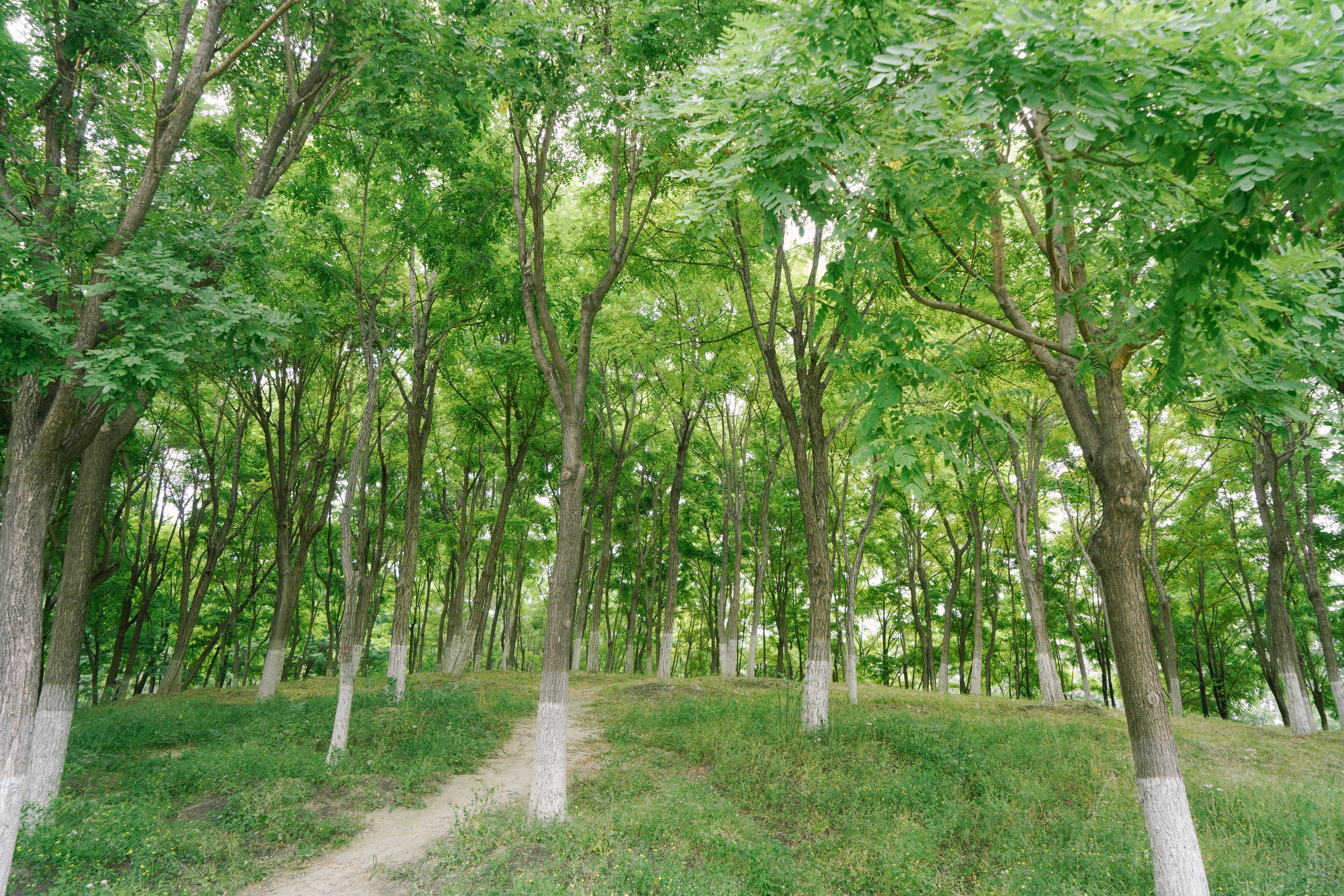 平替奈良小鹿,南海公园奈良小麋鹿