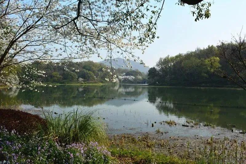 大草坪放风筝,草坪大风筝