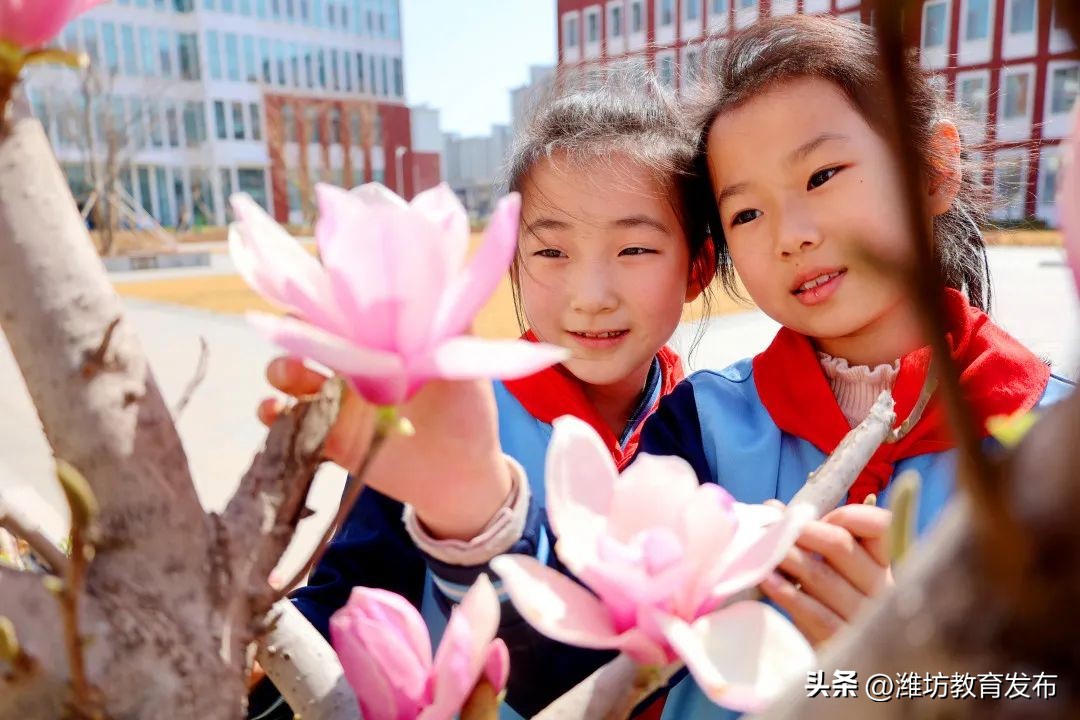 美！潍坊校园春景强势来袭