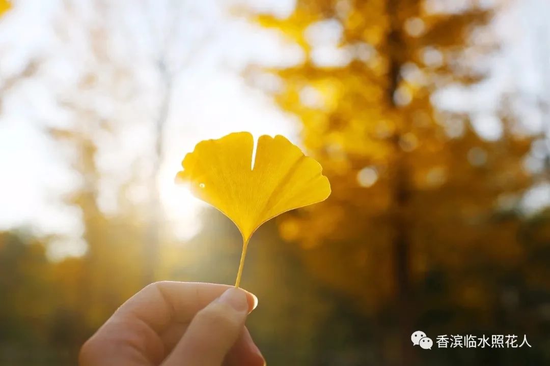 奋斗成就梦想作文二百字,奋斗成就梦想作文初一