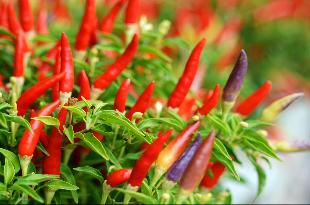 辣椒开花结果期的水肥管理,辣椒花期如何管理