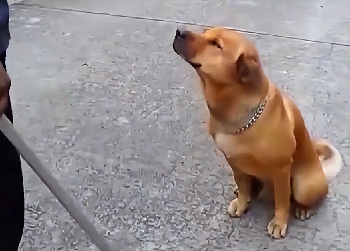 上海遛狗不拴绳男子已被处罚,上海遛狗打人者已被刑拘3年