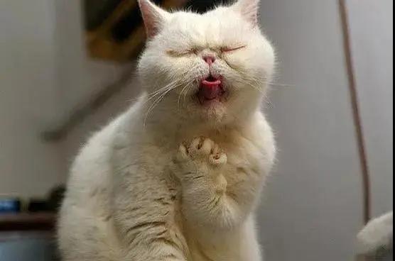 频繁长口腔溃疡跟养猫有关系吗,猫长口腔溃疡症状