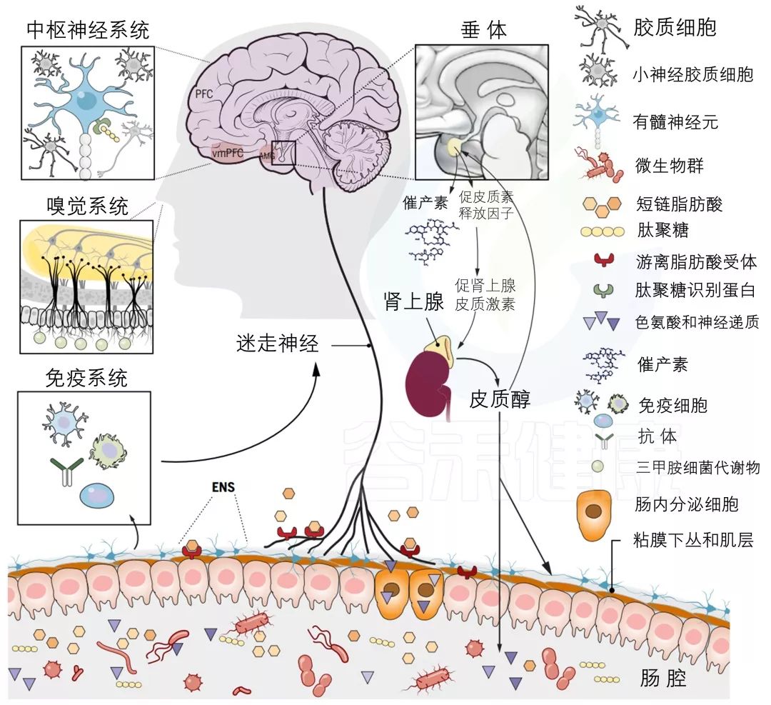 一文涵盖:宝宝大脑发育差异背后肠道菌群的故事