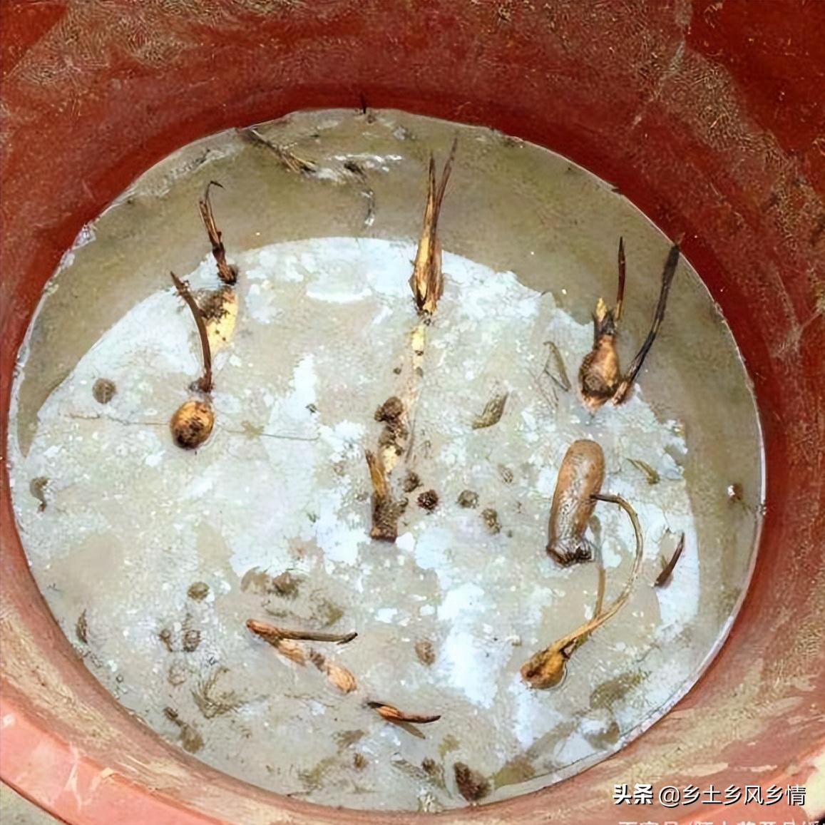 用老水缸养荷花,用老水缸来种荷花