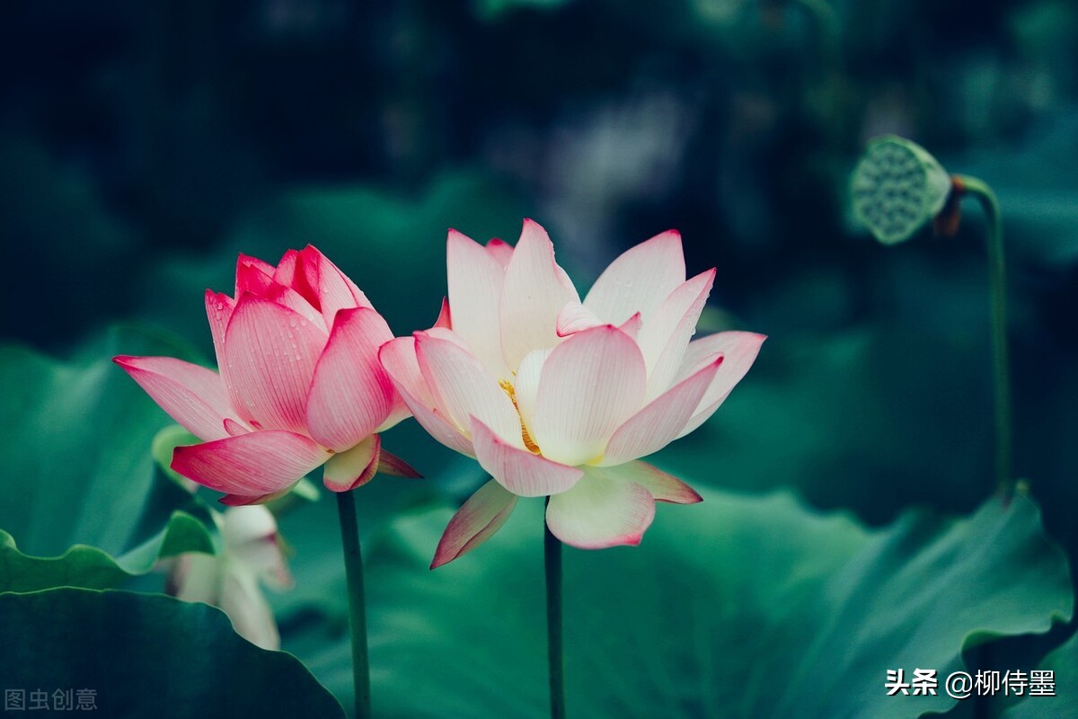 如何拍荷花才不俗,拍摄荷花忌讳