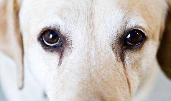 狗狗爱流泪，眼睛泪痕重怎么办？不妨试试这四招