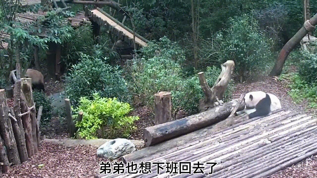 一个有着天使脚环一个有着天使翅膀花叶真的好乖好治愈