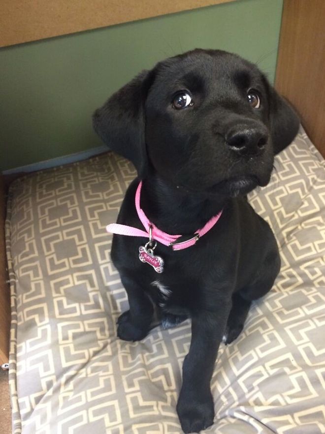 二分钟告诉你如何和狗狗交流,如何与狗对话