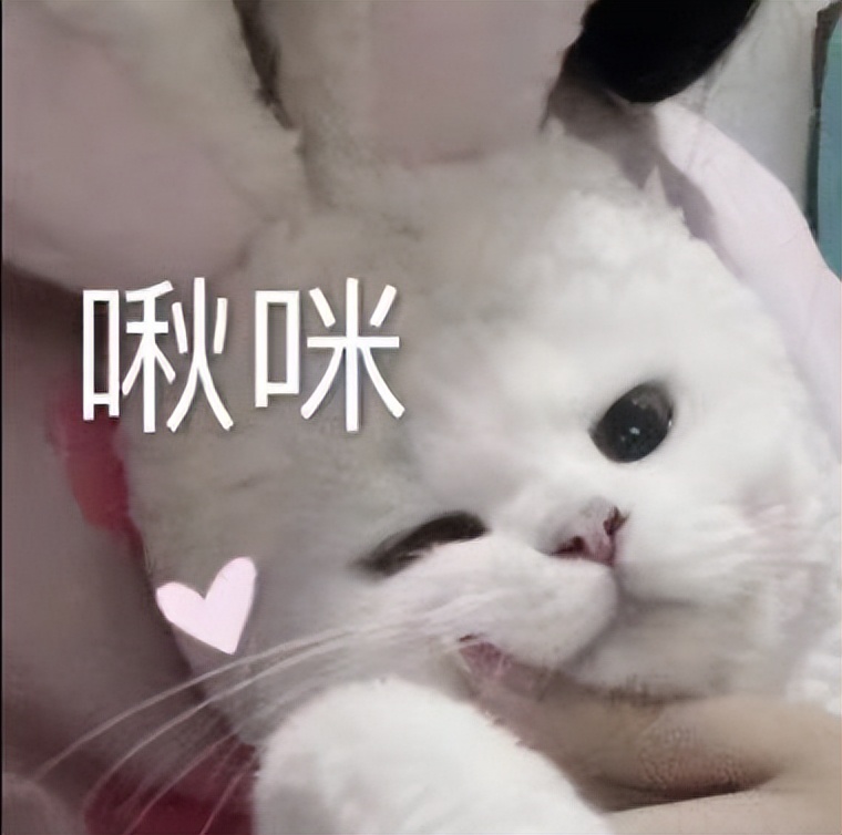 猫咪性格太怂怕人怎么办,猫咪有这种表现说明它开始排斥你