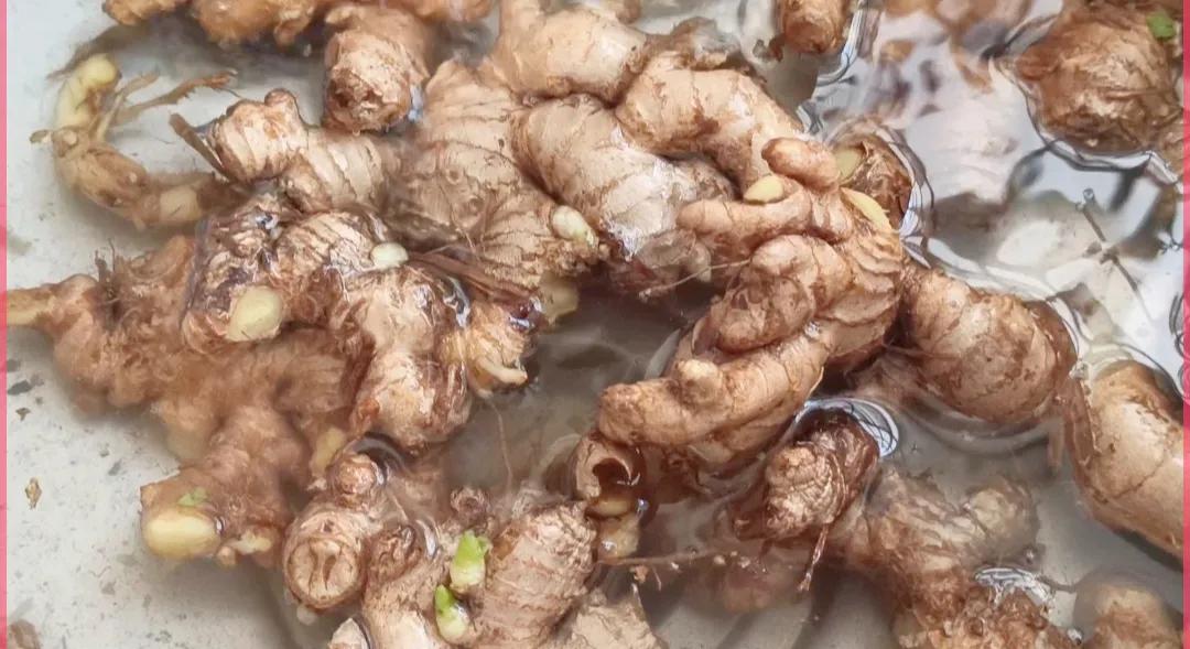 生姜能晒成干姜吗,生姜放蔫了还能吃吗