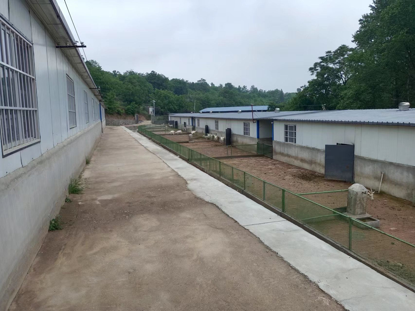 羊圈如何改建？看200斤种羊如何睡上塑料漏粪板上的