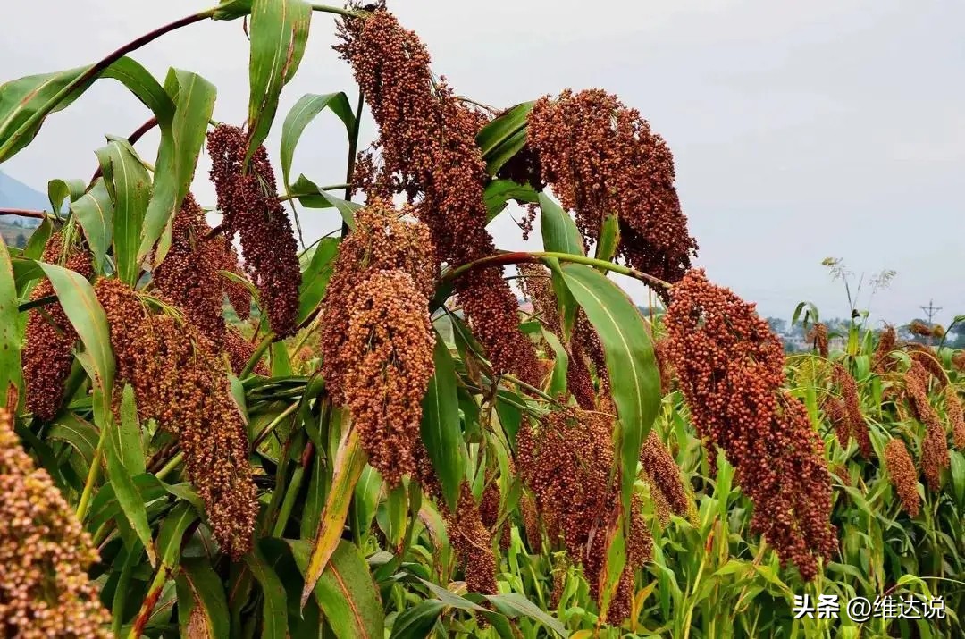 茅台镇是中国著名的酱香酒发源地,茅台镇第一大酒厂