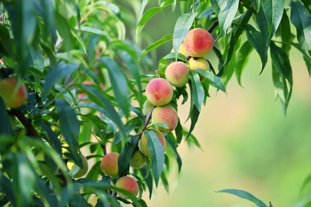 一对夫妻回乡开农场,一对夫妻回乡种田