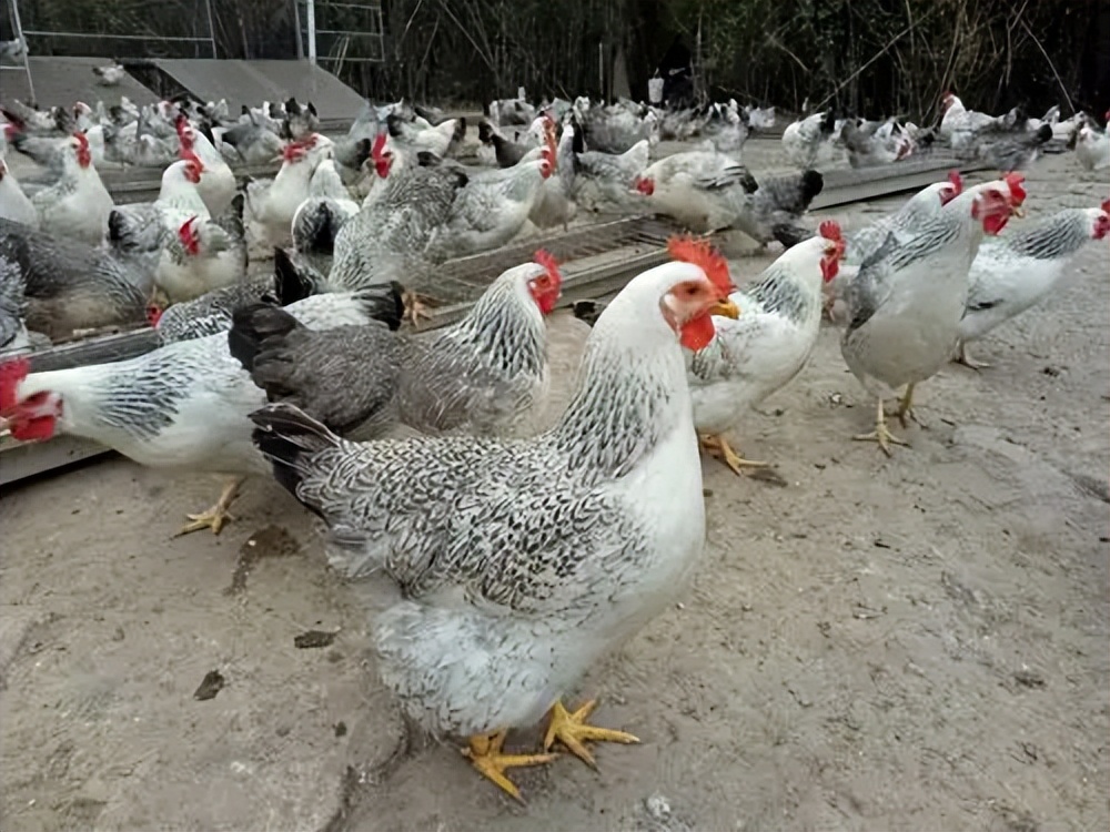 鸡霉菌性腺胃炎怎么治疗,鸡得了腺肌胃炎用什么药治疗